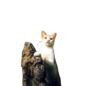Graceful Cat Standing On A Stone In A Lush Garden. Perfect Pet Portrait For Animal Lovers. 14252 - Cat PNG image with transparent background